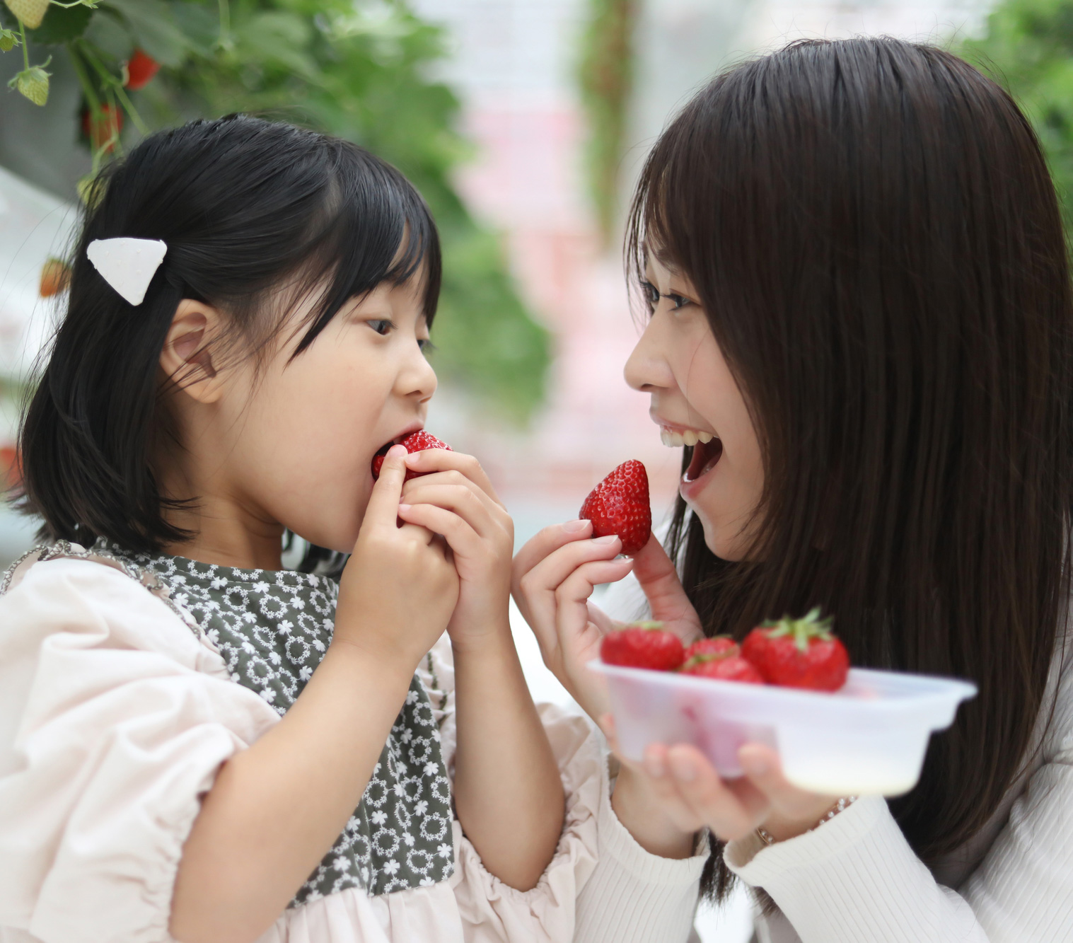 いせや農場では、2段式のいちご高設栽培を行っています。