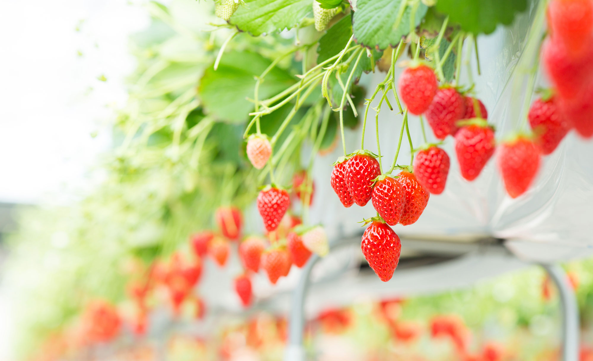 営業時間・期間